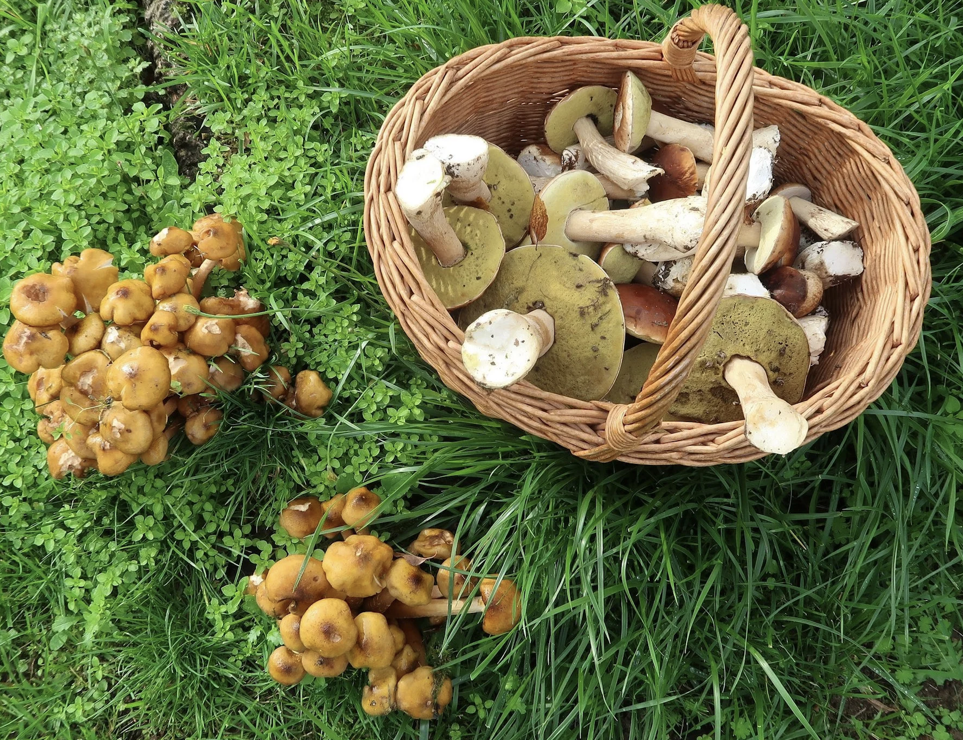 Into the Foret de Belleme: A Practical Guide to Mushroom Season